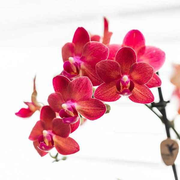 Image of Phalaenopsis Orchidee Rot Zimmerpflanze Ø9cm ↕40cm – blühende Orchidee für Wohnzimmer, Büro & helle Standorte kaufen-1