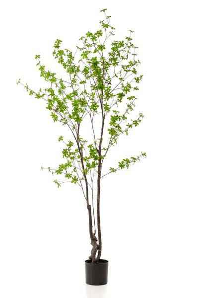 Image of Kunstpflanze Tropaeolum speciosum – Ostindische Kirsche – 210cm – Realistischer Kunstbaum – Pflegefrei – Für Büro, Wohnzimmer & Wintergarten – Look-0