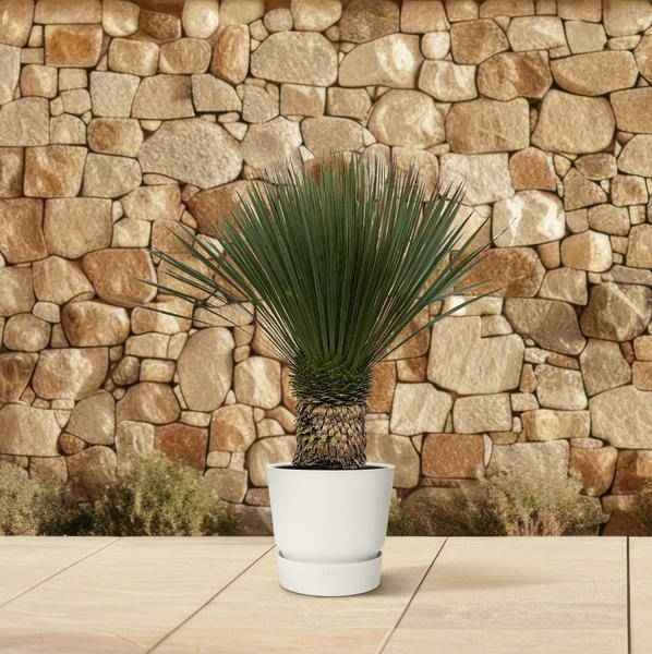 Image of Palmlilie Zimmerpflanze Ø38cm ↕100cm – pflegeleichte Grünpflanze für Wohnzimmer, Büro & helle Standorte kaufen-3