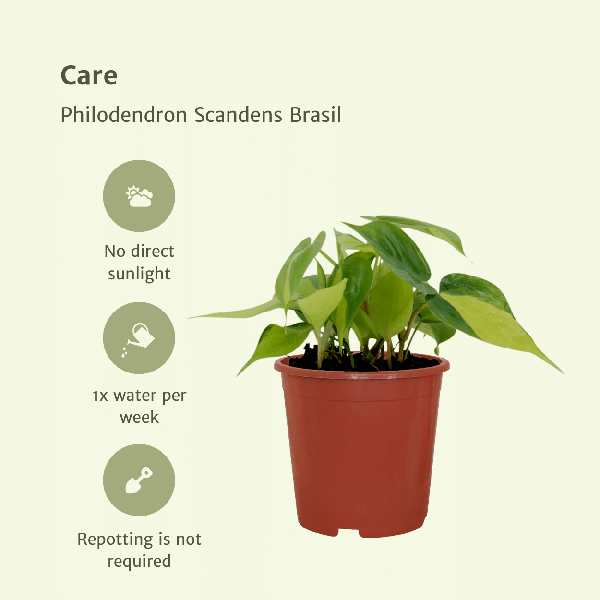 Image of Baumfreund – Philodendron scandens Brasil – 4 Pflanzen – Ø12cm – Höhe ca. 15cm – Pflegeleichte Zimmerpflanzen – Rank-4