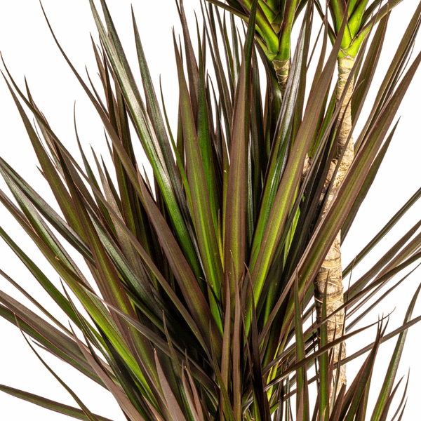 Image of Dracaena Marginata Magenta – Drachenbaum – Zimmerpflanze Ø21cm ↕110-130cm – Schlank & Exotisch-1