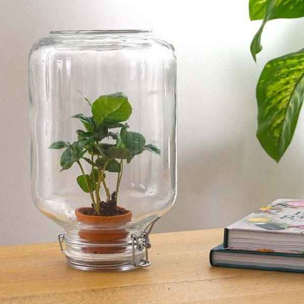Image of Flaschengarten – pflegeleichter Flaschengarten im Glas, Pflanzen Terrarium für Wohnzimmer & Büro