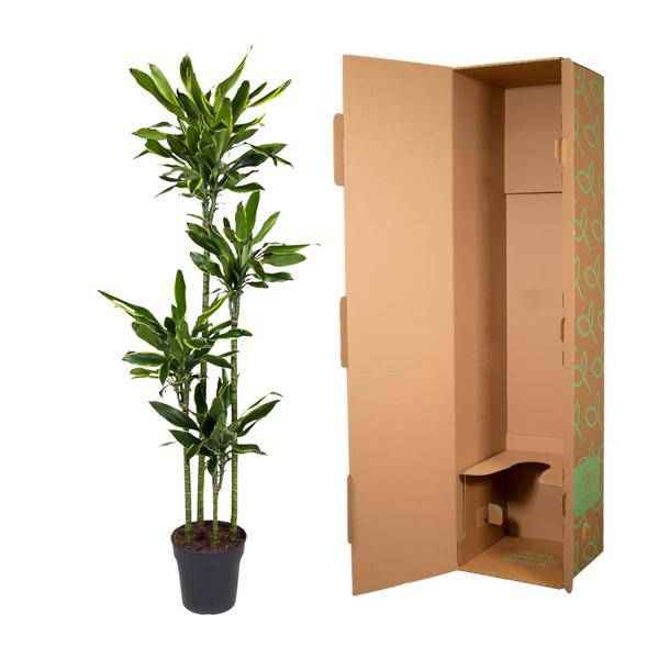 Image of Drachenbaum – Dracaena Golden Coast 170cm – Ø27cm – Exotische Zimmerpflanze mit grünen und goldenen Blättern-2