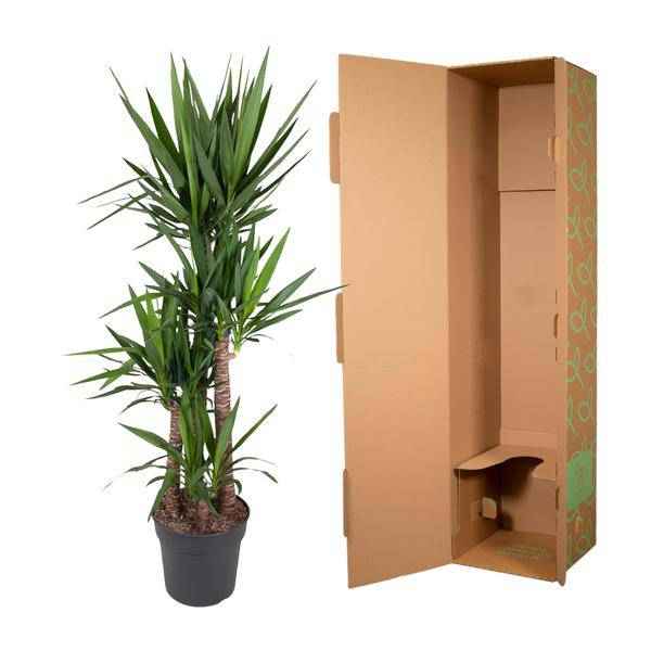 Image of Riesen – Palmlilie – Yucca Elephantipes – Zimmerpflanze – Ø34cm – ↕180cm – Pflegeleicht & Robust – Für Innen & Außen
