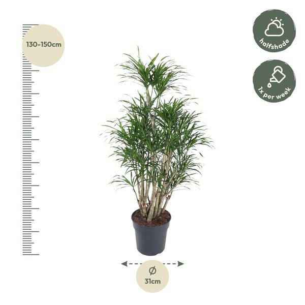 Image of Drachenbaum Zimmerpflanze Ø31cm ↕140cm – pflegeleichte Grünpflanze für Wohnzimmer, Büro & helle Standorte kaufen-1