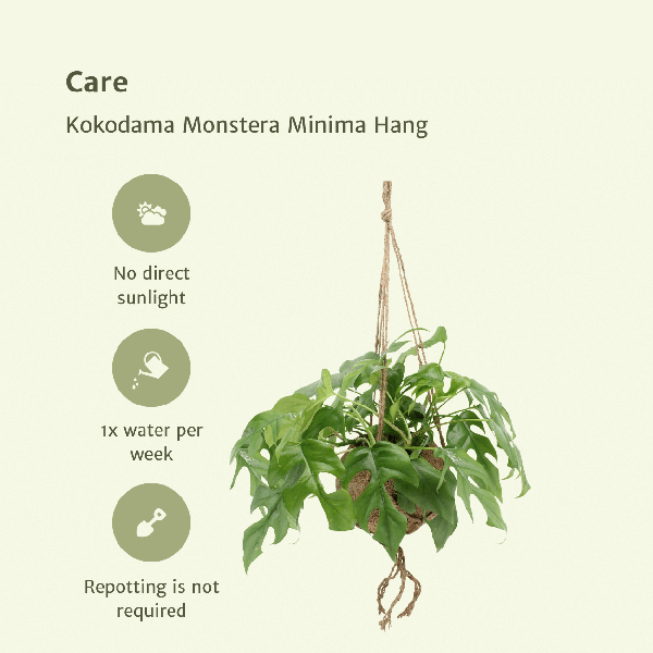 Image of Lochpflanze – Monstera Minima im Kokodama Topf – 2 Zimmerpflanzen Ø15cm Kokosfaser – Topf – ca. 25cm hoch – Nachhaltige Hängepflanze
