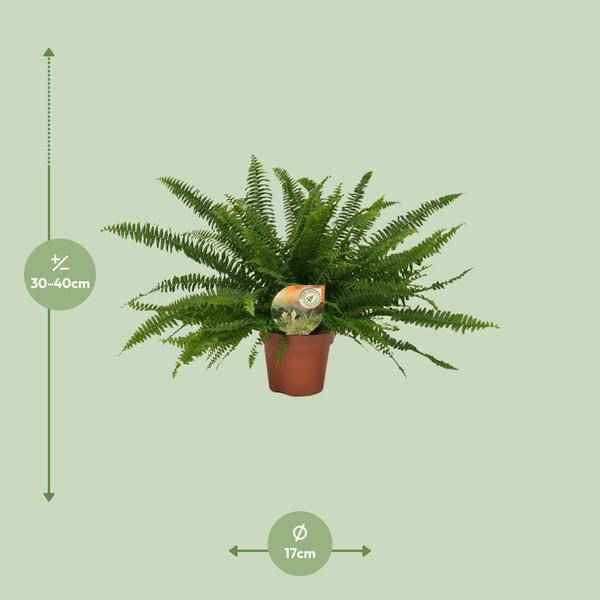 Image of Schwertfarn Nephrolepis Green Lady Zimmerpflanze Ø17cm ↕40cm – pflegeleichte Grünpflanze für Wohnzimmer, Büro & helle Standorte kaufen