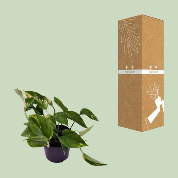 Image of Efeutute Scindapsus Epipremnum Aureum Zimmerpflanze Ø12cm ↕25cm – pflegeleichte Grünpflanze für Wohnzimmer, Büro & helle Standorte kaufen-2