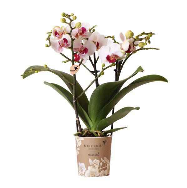 Image of Weiße Phalaenopsis – Orchidee ‘Mineral Gibraltar’ – Blühende Zimmerpflanze – Ø9cm – Topf – Elegante & langlebige Blüten-0