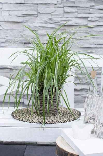 Image of Japan – Segge – Carex morrowii 'Icedance' – Immergrünes Ziergras – 3 Pflanzen – Ø14cm – Ca. 30cm hoch – Winterhart & pflegeleicht – Für Garten & Kübel-1