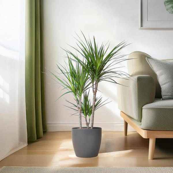 Image of Drachenbaum Dracaena Marginata Zimmerpflanze Ø21cm ↕95cm mit dekorativem Übertopf – pflegeleichte Grünpflanze für Wohnzimmer, Büro-2