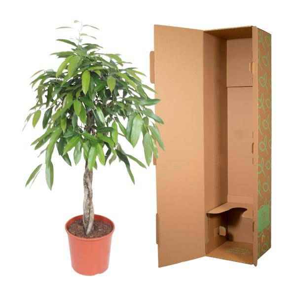 Image of Ficus Amstel King – Schmalblättriger Gummibaum – 140cm hoch – Ø30cm – Zimmerpflanze mit geflochtenem Stamm – Pflegeleicht & luftreinigend-2