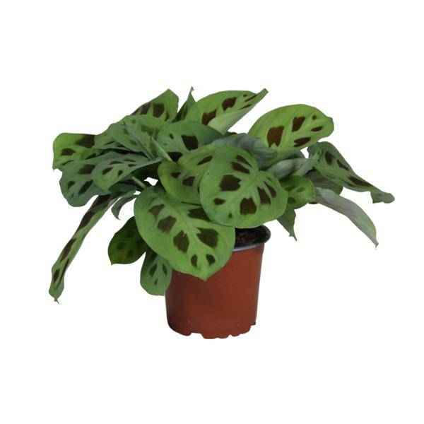 Image of Pfeilwurz – Maranta Leuconeura Kerchoveana – Gebetspflanze – Zimmerpflanze – Ø12cm – ↕30cm – Tropische Blattschmuckpflanze-0