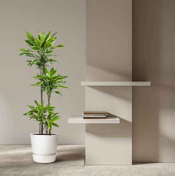 Image of Drachenbaum Zimmerpflanze Ø27cm ↕140cm – pflegeleichte Grünpflanze für Wohnzimmer, Büro & helle Standorte kaufen