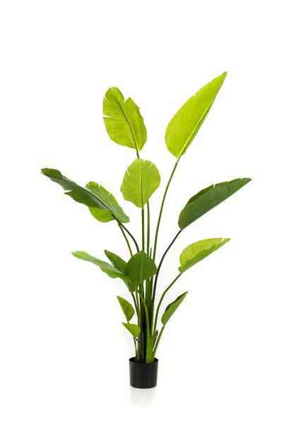 Image of Kunstpflanze Strelitzia Nicolai – Paradiesvogelblume – 150cm – künstliche Pflanze mit realistischen Blättern – Deko-Pflanze für Zimmer & Büro-0