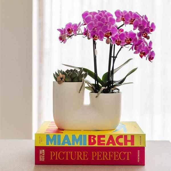 Image of Orchidee Vienna Rosa & Sukkulente im weißen Duo – Ziertopf Ø9cm – Elegantes Pflanzset mit Phalaenopsis & Miranda – Zimmerpflanze & Geschenkidee-1
