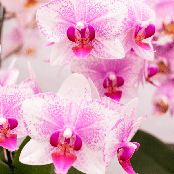 Image of Phalaenopsis Orchidee – Rosa Mineral Rotterdam – Ø9cm – Blühende Zimmerpflanze – 2-3 Zweige – Pflegeleicht & dekorativ – Für Wohnzimmer, Büro & Bad-1