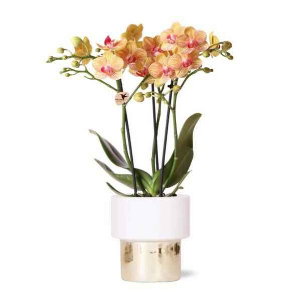 Image of Phalaenopsis Orchidee Weiß – Jamaica – Mit Lush Topf Gold – Weiß – Ø9cm – Höhe ca. 40cm – Blühende Zimmerpflanze mit 2-3 Zweigen
