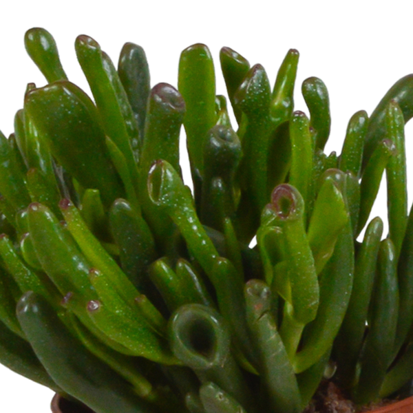 Image of Crassula Mix – Dickblatt 3 Pflanzen – Ø10,5cm Zimmerpflanzen im Terrakotta – Topf – Verschiedene Sukkulenten im mediterranen Tontopf-2
