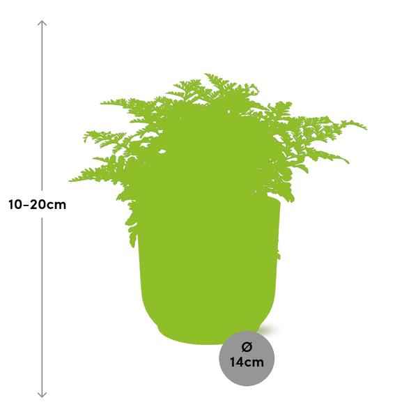 Image of Nestfarn Asplenium Parvati Zimmerpflanze Ø14cm – pflegeleichte Grünpflanze für Wohnzimmer, Büro & helle Standorte kaufen-1