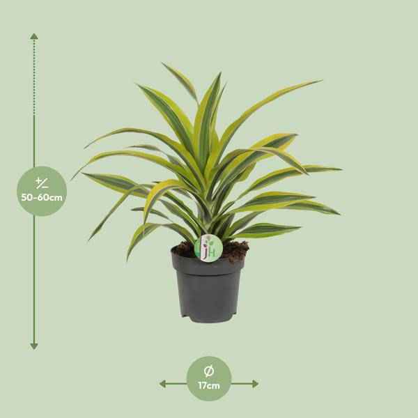 Image of Drachenbaum Dracaena Lemon Lime – Ø17cm H40cm – Pflegeleichte Zimmerpflanze mit gestreiftem Laub – Luftreinigend – Für Halbschatten – Im Pflanztopf-1