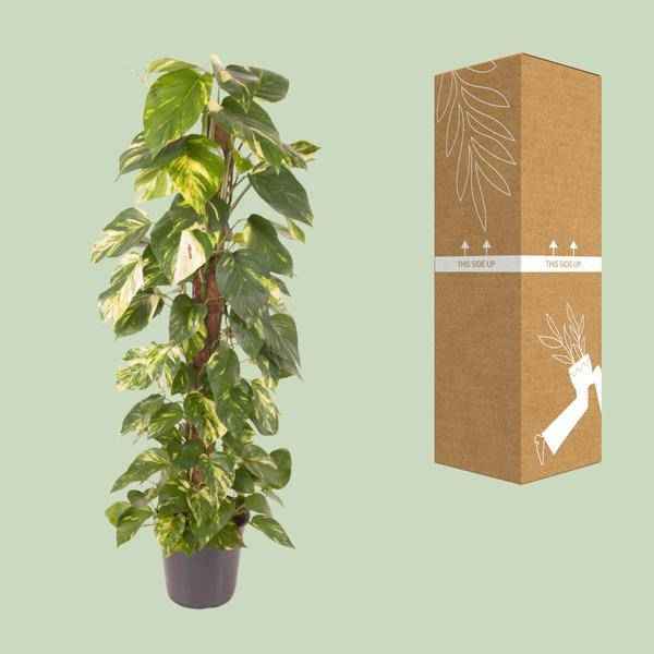 Image of Efeutute Epipremnum Pinnatum – Zimmerpflanze – Ø24cm – ↕120cm – Goldene Efeutute mit herzförmigen Blättern – Luftreinigende & pflegeleichte Zimmerpflanze-2
