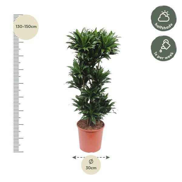 Image of Drachenbaum Dracaena Compacta – 140cm hoch – Ø30cm – Elegante Zimmerpflanze mit dichtem dunkelgrünem Blattwerk – pflegeleicht – für Zimmer & Büro-1