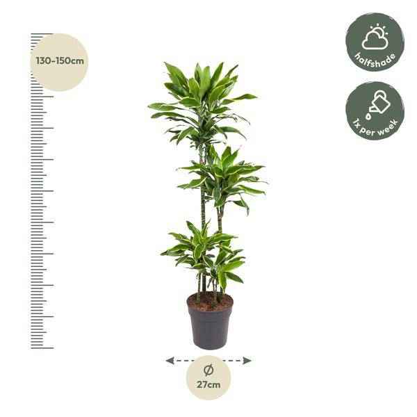Image of Drachenbaum Zimmerpflanze Ø27cm ↕140cm – pflegeleichte Grünpflanze für Wohnzimmer, Büro & helle Standorte kaufen