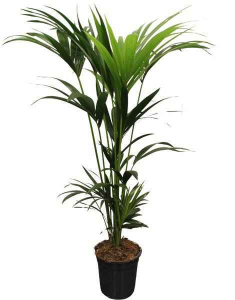 Image of Howea Forsteriana Kentia – Forstersche Kentia – Zimmerpflanze – Ø21cm – Höhe ca. 120cm – Tropische, pflegeleichte Grünpflanze – Für Wohnzimmer & Büro-0