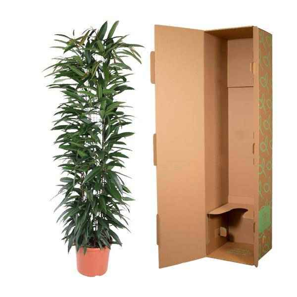 Image of Schmalblättriger Gummibaum – Ficus Alii King 150cm – Ø29cm – Zimmerpflanze mit langen dunkelgrünen Blättern – Pflegeleicht-2