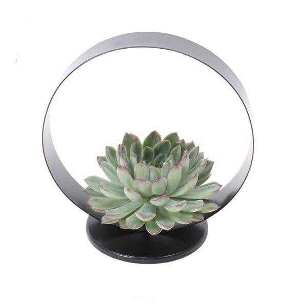 Image of Sukkulente Echeveria pulidonis ROOTLESS Zimmerpflanze Ø20cm – pflegeleichte Sukkulente für Wohnzimmer, Büro & helle Standorte kaufen-0