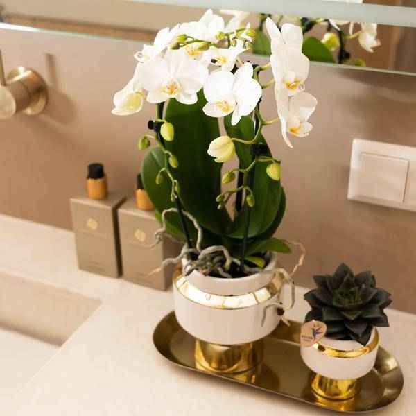 Image of Ovales Tablett – Gold – Metalltablett 30x13cm – Dekoteller für Pflanzen, Töpfe & Wohnaccessoires – Stilvolle Ablage für Orchideen & Deko – Sets-2