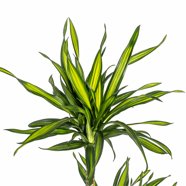 Image of Dracaena deremensis Rikki Drachenbaum 70-90cm 19cm Zimmerpflanze pflegeleicht grüne Blattpflanze für Wohnzimmer Büro Flur dekorative Grünpflanze-1