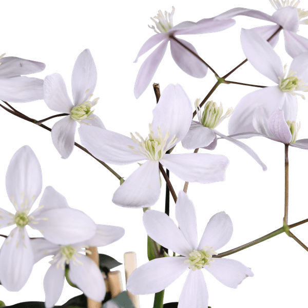 Image of Waldrebe Clematis armandii Apple Blossom – Immergrüne Clematis – Hellrosa Blüten – Ø15cm – ↕65cm Kletterpflanze – Duftende Blüten – Wintergrün-3