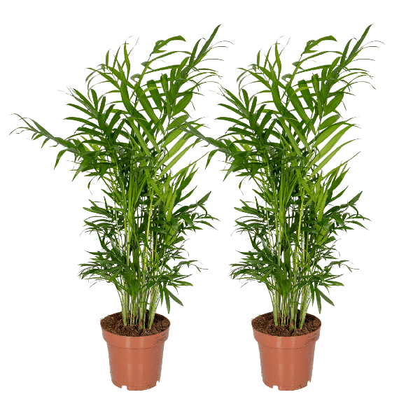 Image of Mexikanische Bergpalme – Chamaedorea Elegans – 2 Pflanzen – Zimmerpflanze – Ø12cm – ↕40cm-0