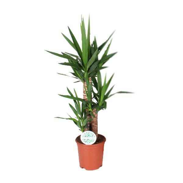 Image of Palmlilie – Yucca – Zimmerpflanze – Ø21cm – ca. 90cm hoch – pflegeleichte Grünpflanze für Wohnzimmer Büro Flur