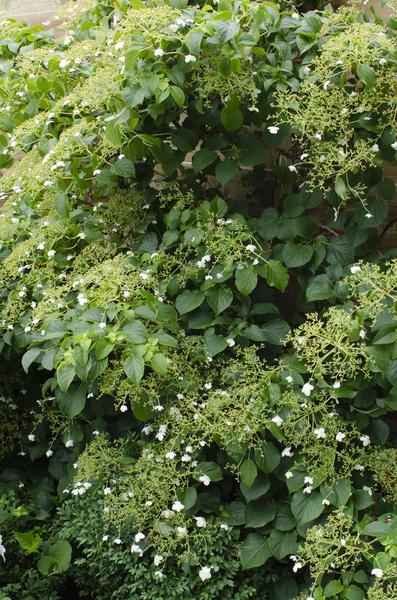 Image of Kletter – Hortensie – Hydrangea petiolaris – Ø15cm – ca. 65cm hoch – Winterharte & pflegeleichte Kletterpflanze mit weißen Blüten