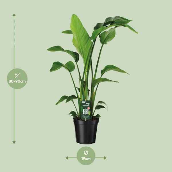 Image of Baum – Strelitzie Strelitzia Nicolai Zimmerpflanze Ø19cm ↕90cm – tropische Grünpflanze für Wohnzimmer, Büro & helle Standorte kaufen