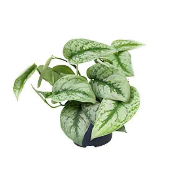 Image of Gefleckte Efeutute – Scindapsus Pictus Trebie – Zimmerpflanze – Ø12cm – 20cm hoch – pflegeleicht – hängende Ranken – Halbschatten – Indoor – Pflanze-0