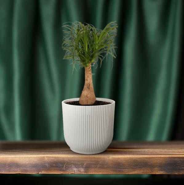 Image of Elefantenfuß Beaucarnea Nolina – Ø19cm – ↕60cm – Pflegeleichte Zimmerpflanze mit luftreinigenden Eigenschaften