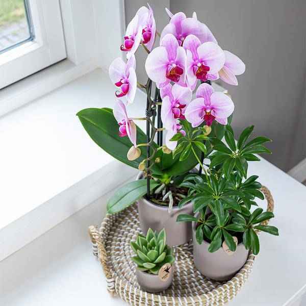 Image of Rosa Phalaenopsis Orchidee – Niagara Fall – Ø12cm Höhe55-60cm – Blühende Zimmerpflanze mit großen rosa Blüten – Elegante Orchidee als Geschenk & Deko