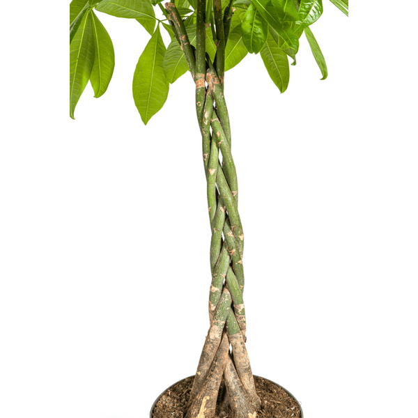 Image of Glückskastanie – Pachira Aquatica – Zimmerpflanze – Ø27cm – Höhe 140-150cm – Geflochtener Stamm & glänzende Blätter – Exotisch & pflegeleicht-2
