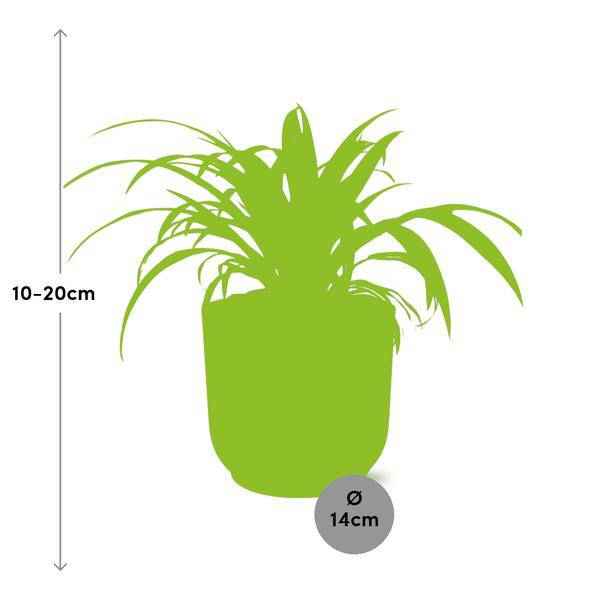 Image of Grünlilie Chlorophytum Comosum Variegatum Zimmerpflanze Ø12cm Ø14cm – pflegeleichte Grünpflanze für Wohnzimmer, Büro & helle Standorte kaufen-1