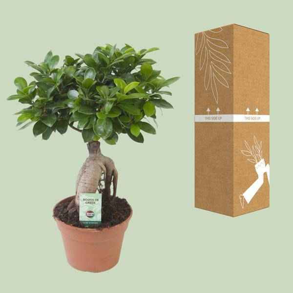 Image of Chinesische Feige Ficus Ginseng Zimmerpflanze Ø17cm ↕40cm – pflegeleichte Grünpflanze für Wohnzimmer, Büro & helle Standorte kaufen-2