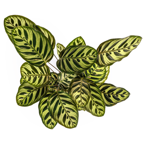Image of Calathea Makoyana Pfauen – Korbmaranthe – Zimmerpflanze Ø17cm – ca. 40-50cm hoch – Dekorative Blätter mit roter Unterseite