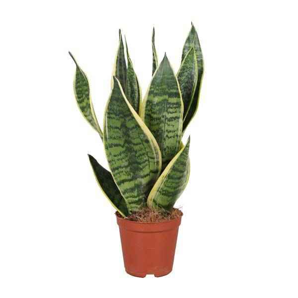 Image of Bogenhanf Sansevieria trifasciata Futura Superba – Schwiegermutterzunge – Ø12cm – ↕40cm – pflegeleichte Zimmerpflanze mit gelb – grünem Laub
