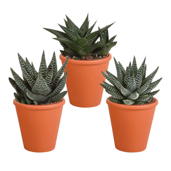 Image of Sukkulenten Mix Gasteria & Haworthia – 3 Pflanzen – Ø8,5cm Zimmerpflanzen im Terrakotta – Topf – Verschiedene Mini – Sukkulenten-0