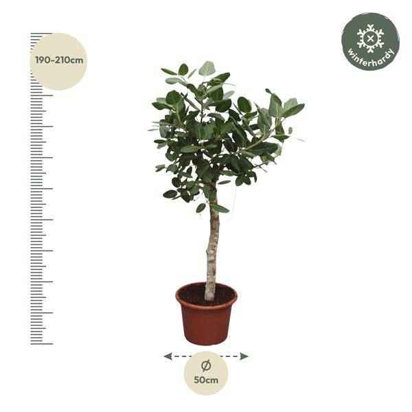Image of Banyan – Feige Ficus Benghalensis – 200cm hoch – Ø50cm – Exklusive Zimmerpflanze mit großen glänzenden Blättern – pflegeleicht – für Zimmer & Büro-1