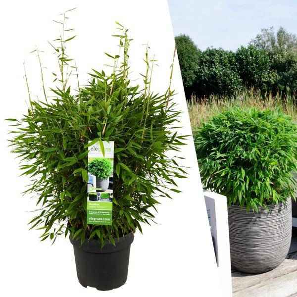Image of Fargesia murieliae Moontears Boobux – Bambus – immergrün & winterhart – nicht invasiv – Ø29cm – ↕70cm Höhe – ideal für Garten, Terrasse & Hecken