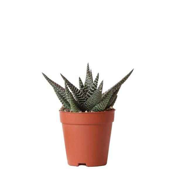 Image of Sukkulente Haworthia Royal Highness – Grüne & Weiße Zimmerpflanze – Ø9cm – Pflegeleicht & Robust – Ideal für helle Standorte-0